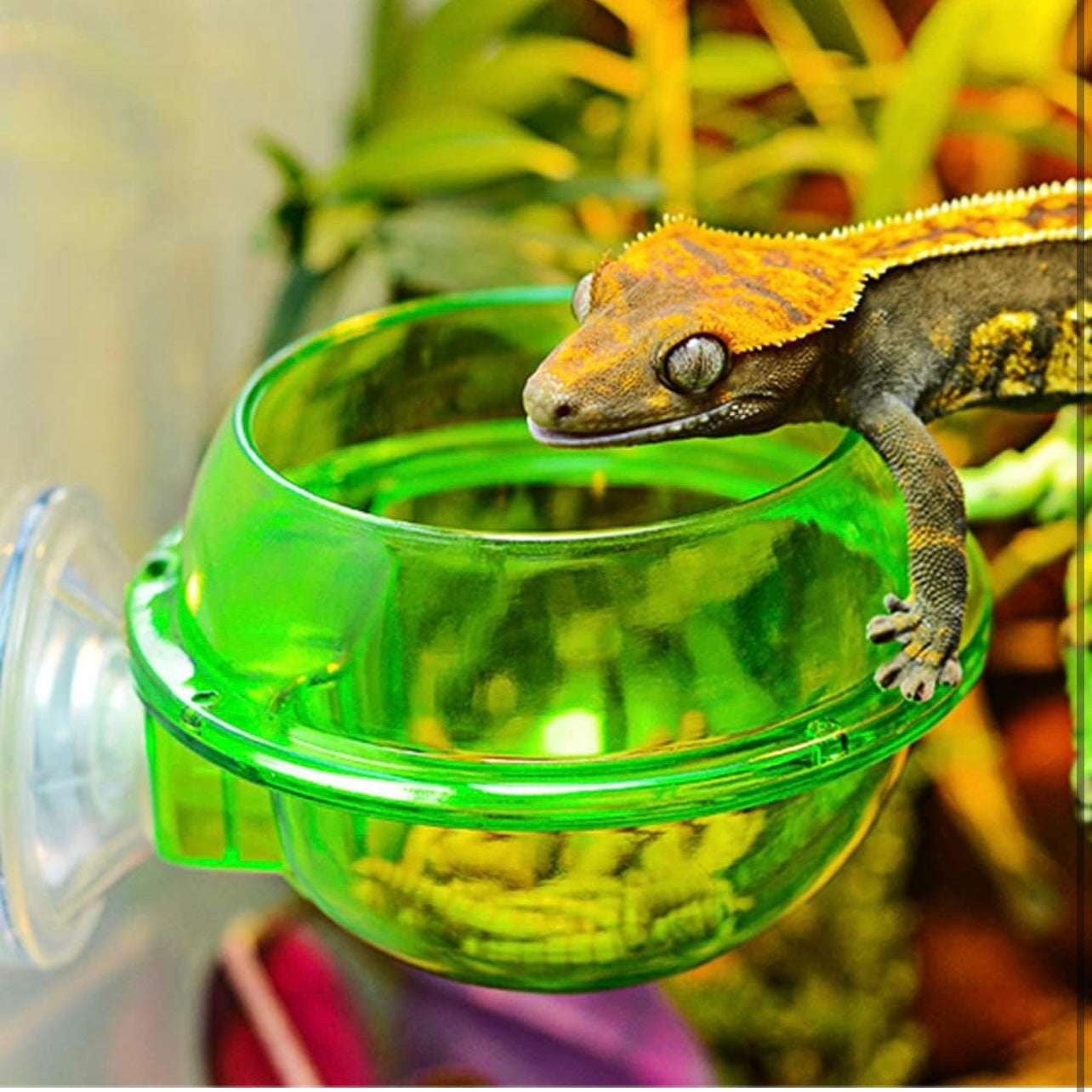 Spider, Reptile, Rodent Suction Cup Bowl, Anti-Escape Feeder Water Dish