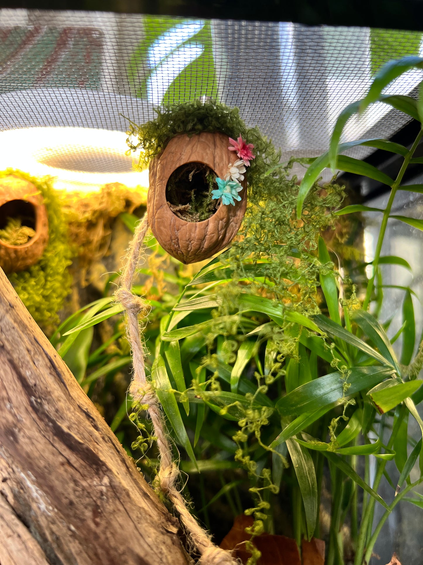 Jumping Spider Magnetic Walnut Spider Hide, Pet spider, Handmade Fairy Garden Dried Flowers & Rope Ladder