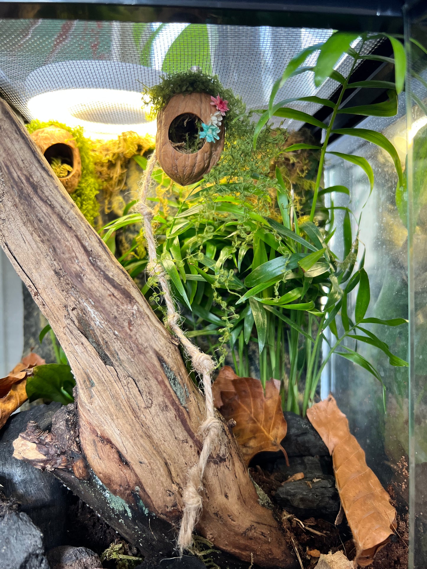 Jumping Spider Magnetic Walnut Spider Hide, Pet spider, Handmade Fairy Garden Dried Flowers & Rope Ladder