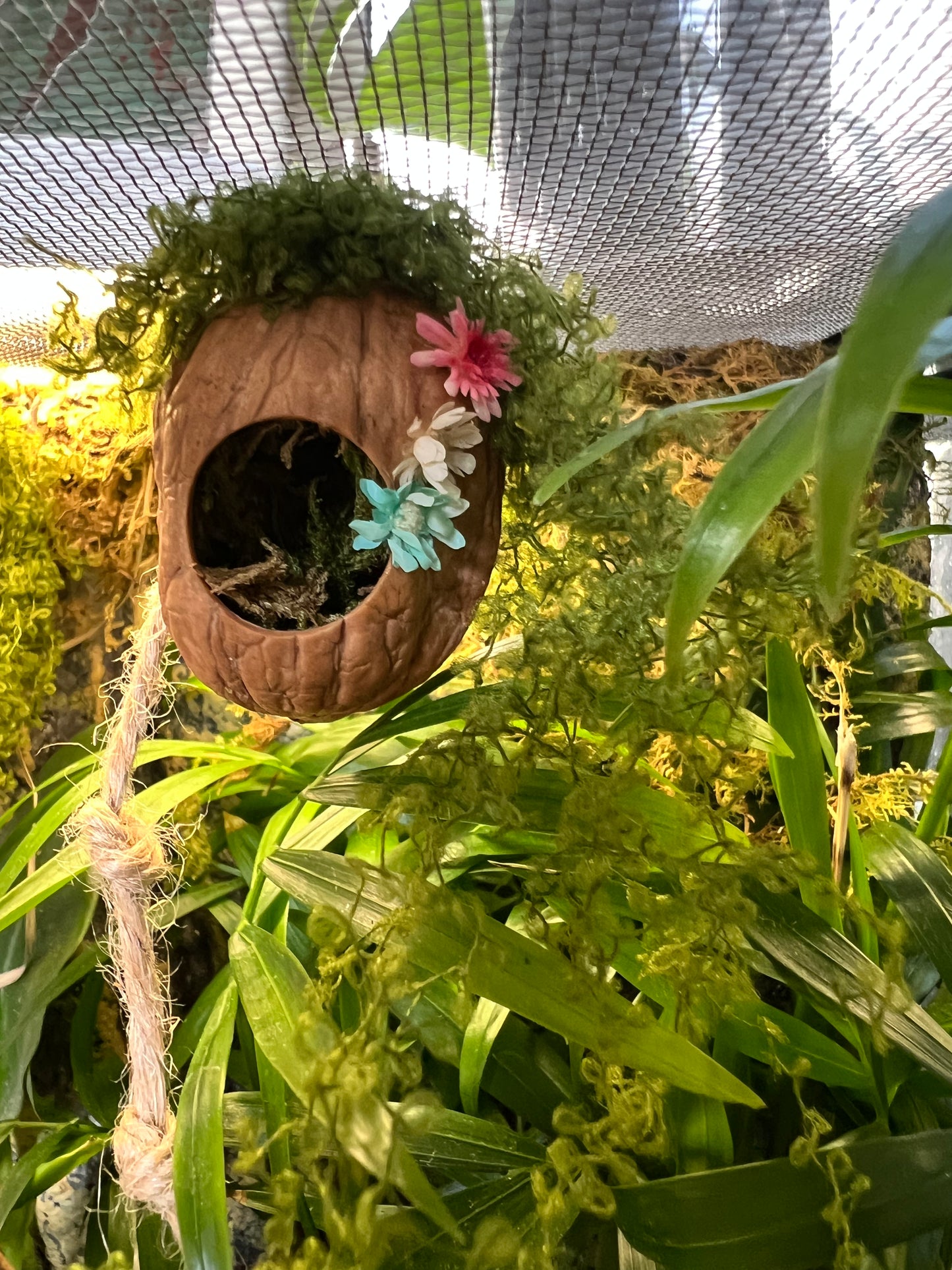 Jumping Spider Magnetic Walnut Spider Hide, Pet spider, Handmade Fairy Garden Dried Flowers & Rope Ladder