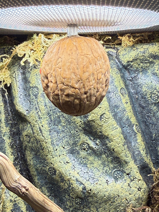 Jumping Spider Magnetic Walnut Spider Hide, Pet spider, Handmade Fairy Garden Ladybird