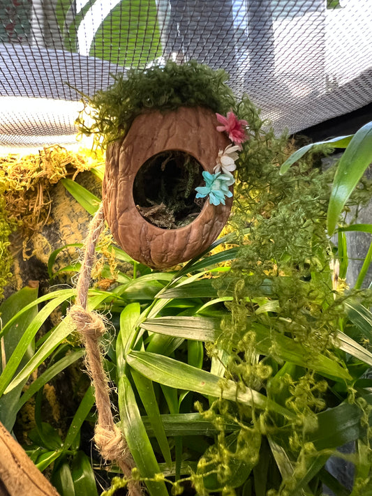 Jumping Spider Magnetic Walnut Spider Hide, Pet spider, Handmade Fairy Garden Dried Flowers & Rope Ladder