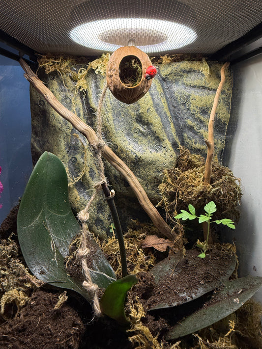 Jumping Spider Magnetic Walnut Spider Hide, Pet spider, Handmade Fairy Garden Ladybird Rope Ladder